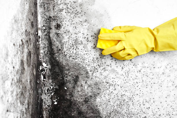 Best Fast Mold Removal  in Great Notch, NJ