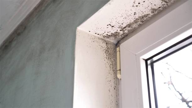 Best Attic Mold Removal  in Great Notch, NJ