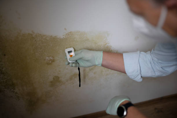Best Toxic Mold Removal  in Great Notch, NJ